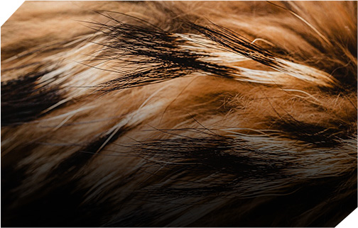 Hair, Fur, Cloth